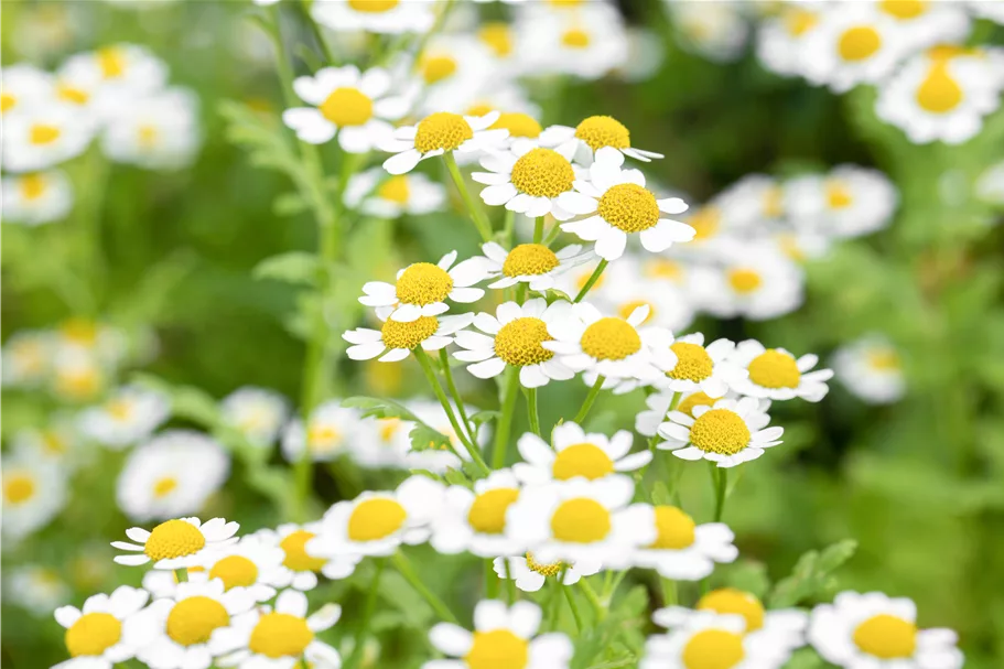 Tanacetum parthenium