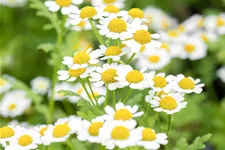 Tanacetum parthenium