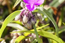 Tradescantia andersoniana