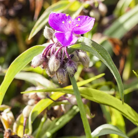 Tradescantia andersoniana