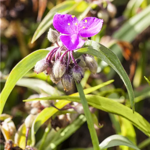 Tradescantia andersoniana