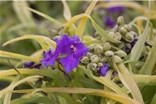 Tradescantia andersoniana