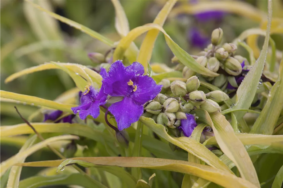 Tradescantia andersoniana