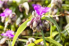 Tradescantia andersoniana