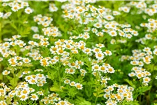 Tanacetum parthenium