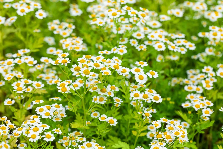 Tanacetum parthenium