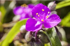 Tradescantia andersoniana