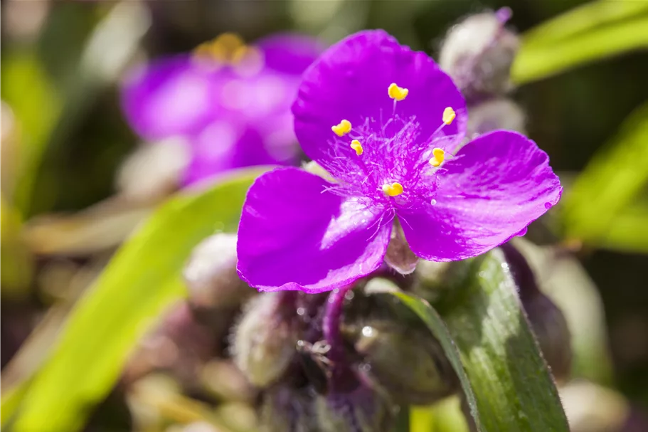 Tradescantia andersoniana