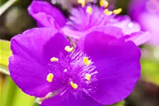 Tradescantia andersoniana