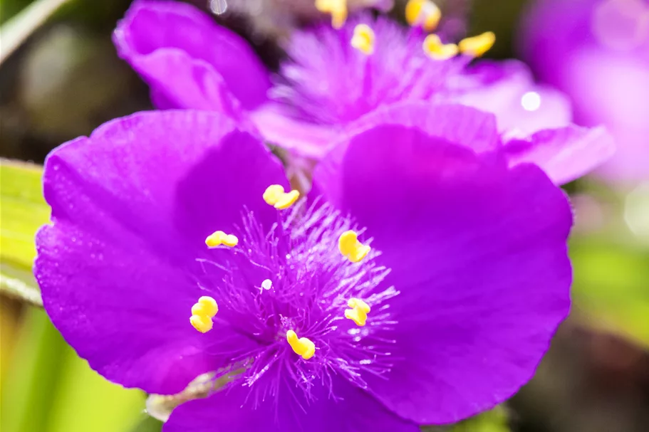 Tradescantia andersoniana