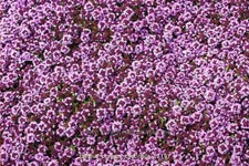 Thymus praecox 'Coccineus'