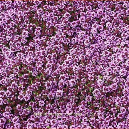 Thymus praecox 'Coccineus'