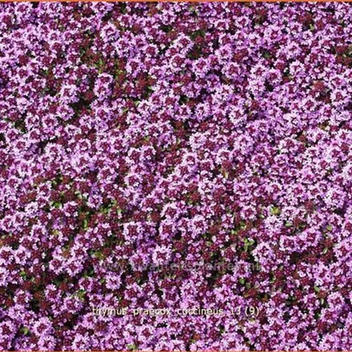 Thymus praecox 'Coccineus'