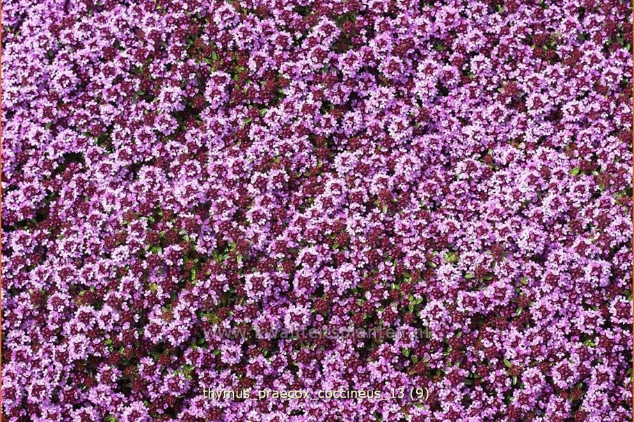 Thymus praecox 'Coccineus'