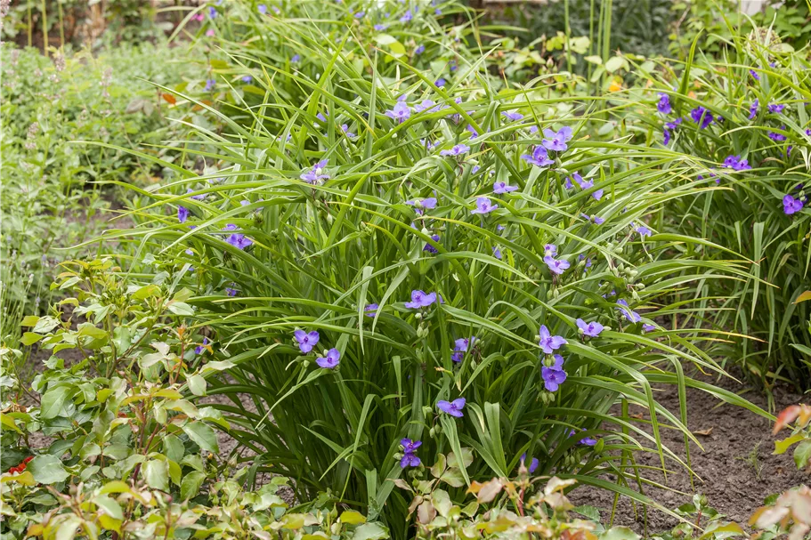 Tradescantia andersoniana