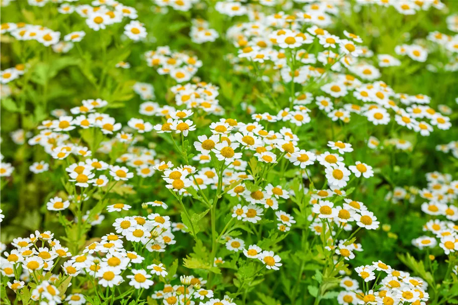 Tanacetum parthenium