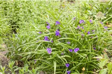 Tradescantia andersoniana