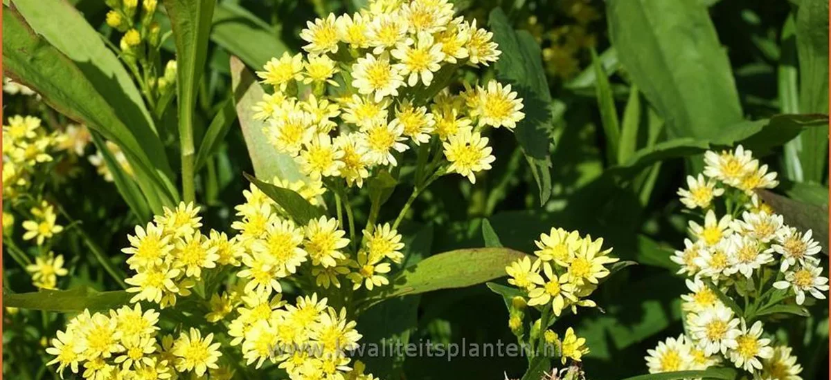 Solidaster luteus 'Lemore'