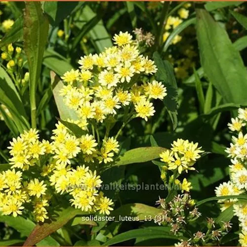 Solidaster luteus 'Lemore'