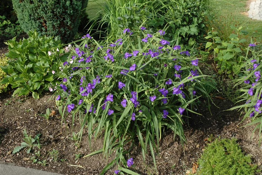 Tradescantia andersoniana