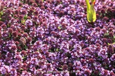 Thymus praecox 'Coccineus'