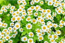 Tanacetum parthenium