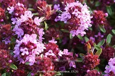 Thymus praecox 'Coccineus'