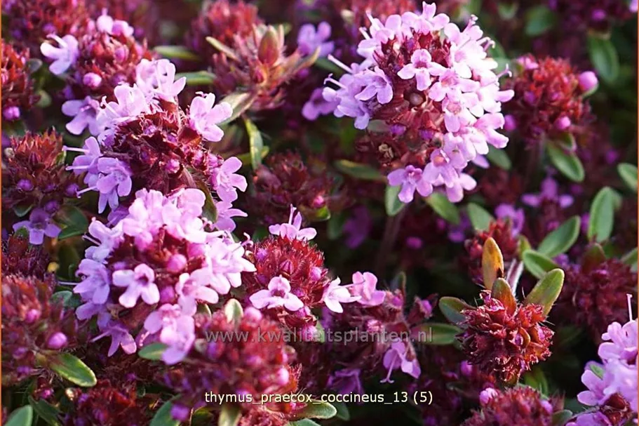Thymus praecox 'Coccineus'