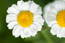 Tanacetum parthenium