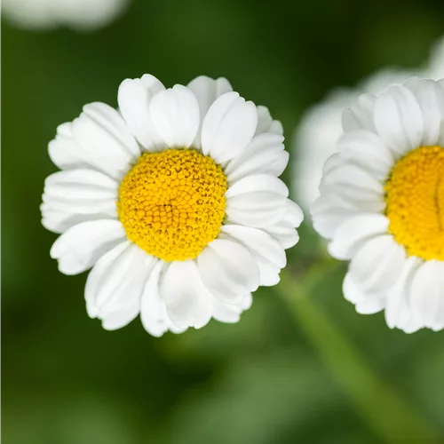 Tanacetum parthenium