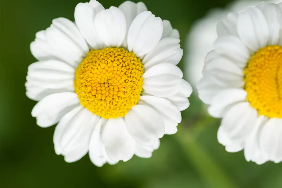 Tanacetum parthenium