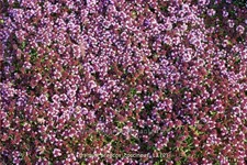 Thymus praecox 'Coccineus'