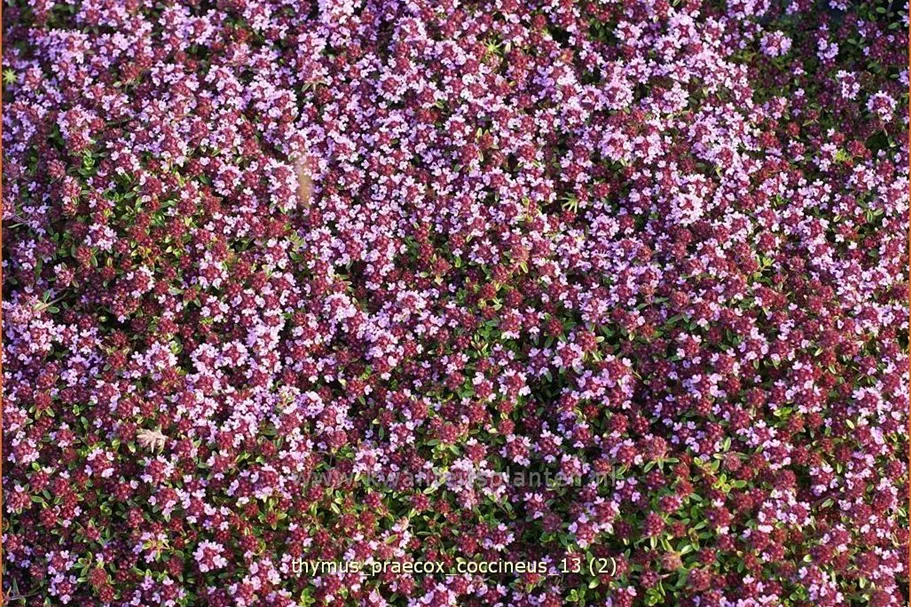 Thymus praecox 'Coccineus'