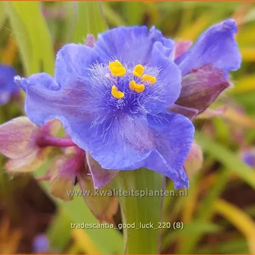 Tradescantia 'Good Luck'