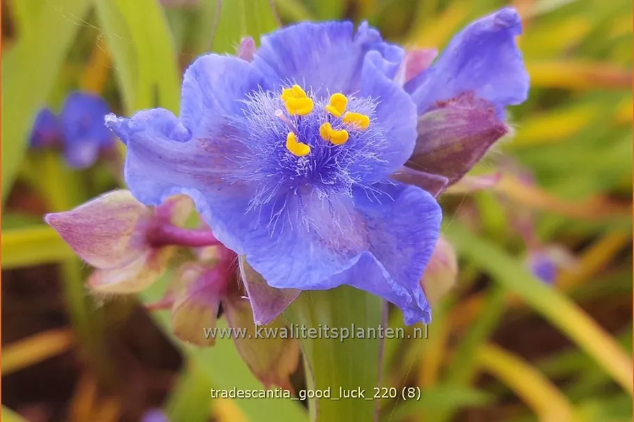Tradescantia 'Good Luck'