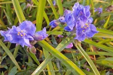Tradescantia 'Good Luck'