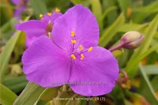 Tradescantia andersoniana 'Karminglut'