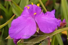 Tradescantia andersoniana 'Karminglut'