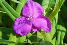 Tradescantia andersoniana 'Karminglut'