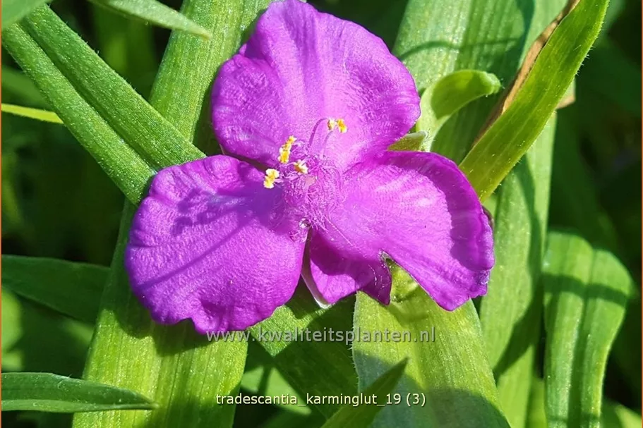 Tradescantia andersoniana 'Karminglut'