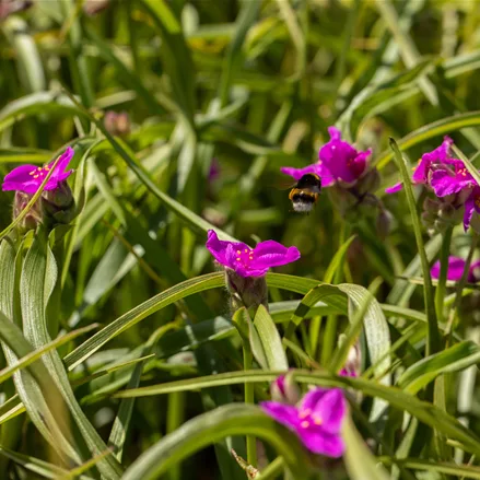 Tradescantia andersoniana 'Karminglut'