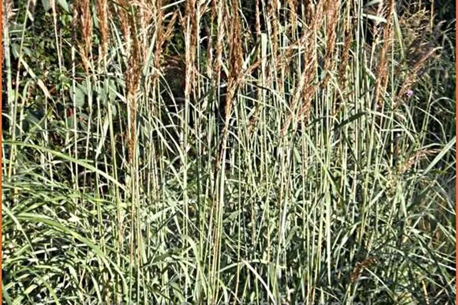 Sorghastrum nutans