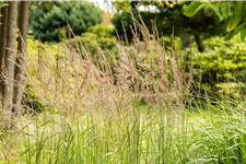 Sorghastrum nutans