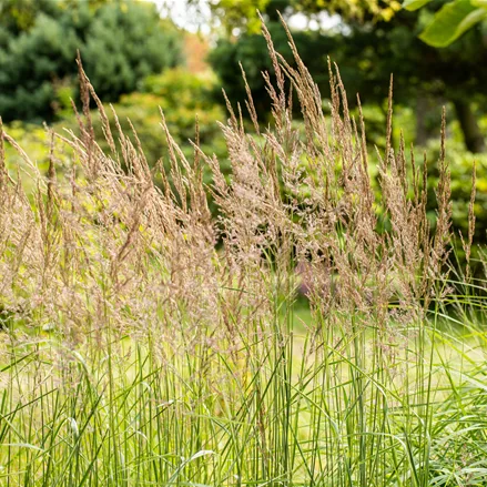 Sorghastrum nutans