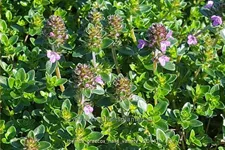 Thymus praecox 'Hall's Variety'