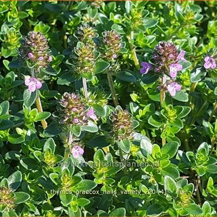 Thymus praecox 'Hall's Variety'