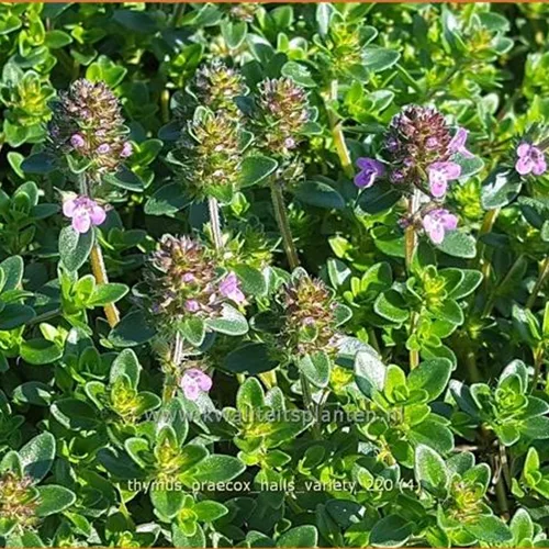 Thymus praecox 'Hall's Variety'