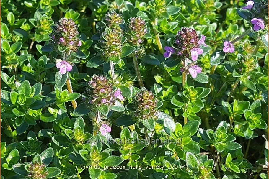 Thymus praecox 'Hall's Variety'