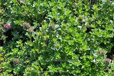 Thymus praecox 'Hall's Variety'