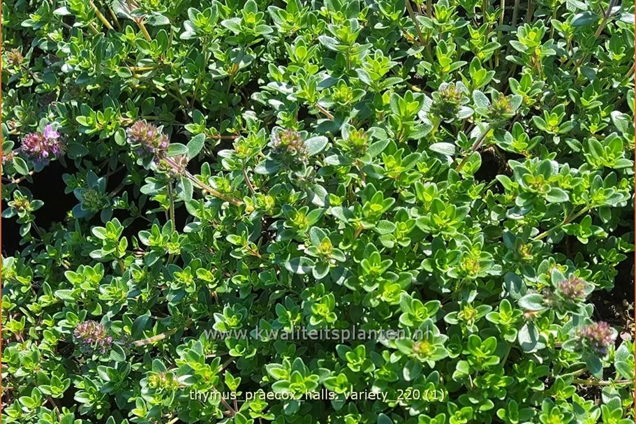 Thymus praecox 'Hall's Variety'
